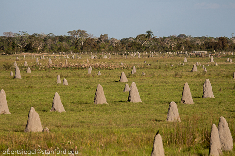 termite town